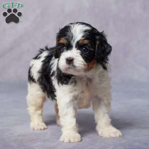 Maple, Cavapoo Puppy